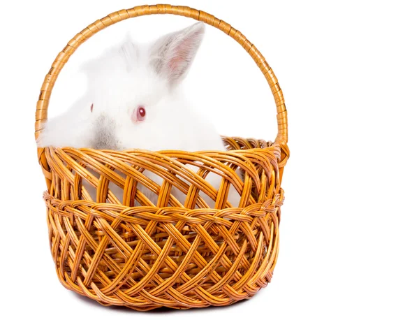 Curious rabbit in a wicker basket — Stock Photo, Image