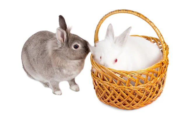 Deux mignons petits amis lapins — Photo