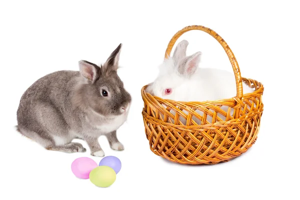 Easter bunnies with Easter eggs — Stock Photo, Image