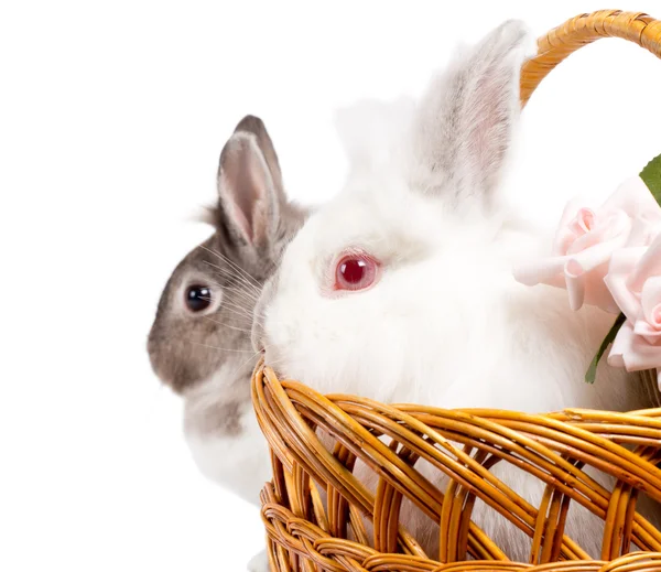Bellissimo ritratto del coniglietto di Pasqua — Foto Stock