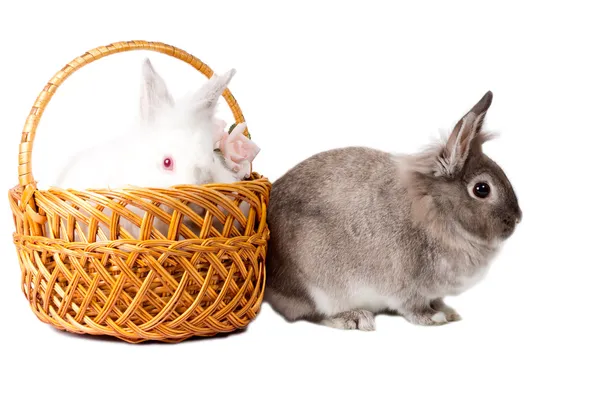 Cute little rabbits isolated on white — Stock Photo, Image