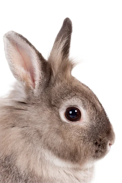 Portrait of a bunny rabbit Stock Photo