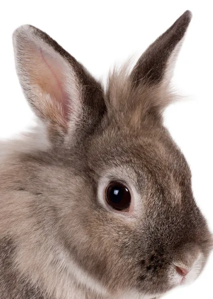 Head portrait of a beautiful rabbit Stock Image