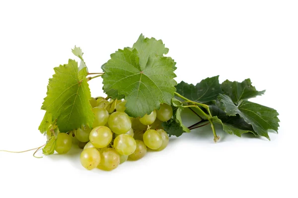 Bunch of green grapes with vine leaves — Stock Photo, Image