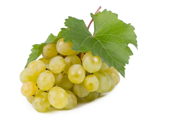 Uvas verdes frescas de la vid — Foto de Stock