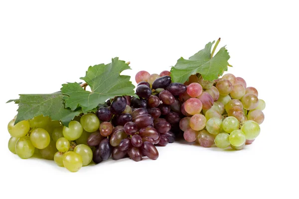 Surtido de racimos de uvas — Foto de Stock