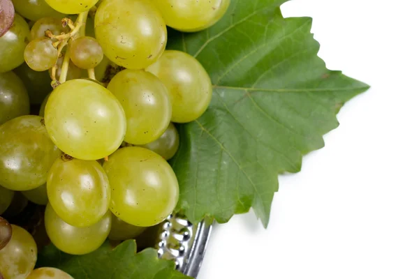 Ramo de uvas verdes detalle — Foto de Stock