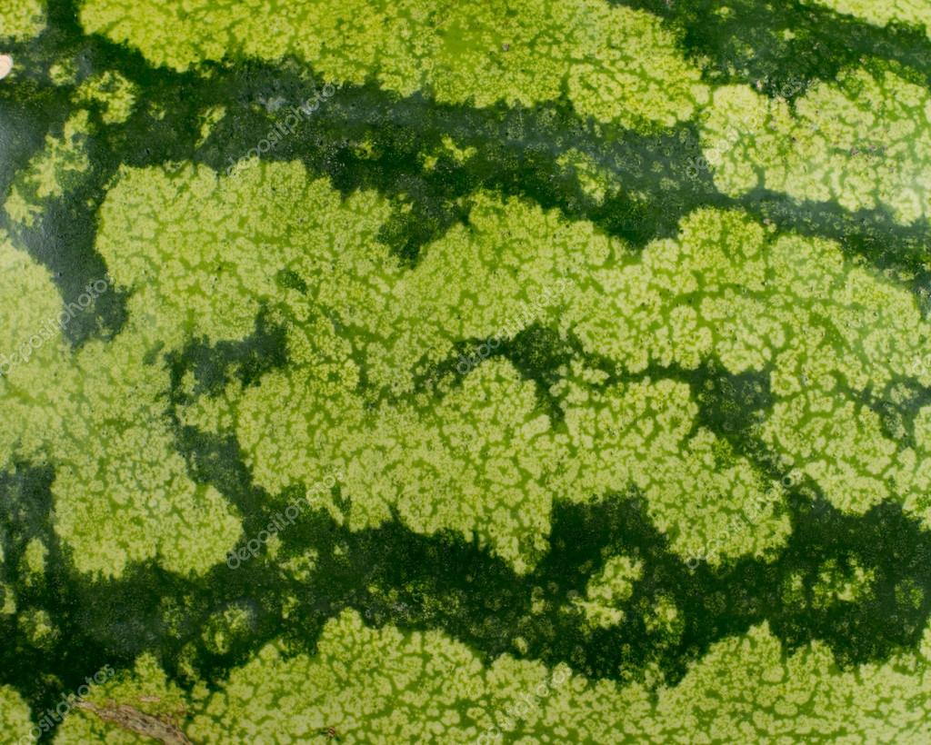 Watermelon skin texture — Stock Photo © Vaicheslav 32076735