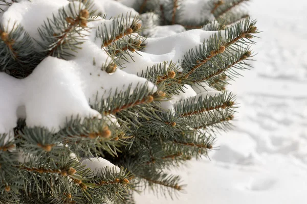 Nieve de invierno en ramas de pino — Foto de Stock