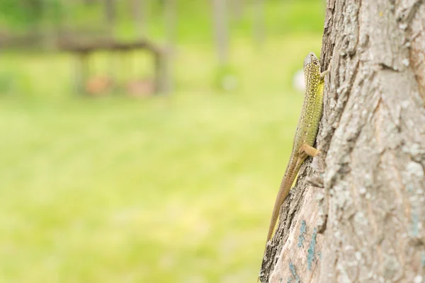 Green lizard on the trunk of a tree — Stock Photo, Image