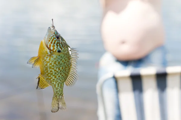 Fish caught on fishing line — Stock Photo, Image