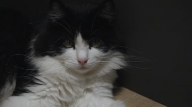 Güzel siyah beyaz bir kedi ya da kedi portresi
