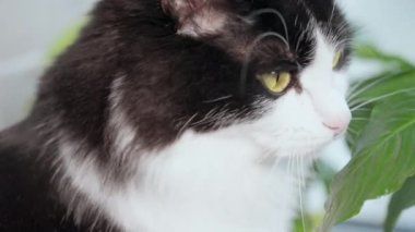 Büyük sarı gözlü güzel siyah beyaz kedi.