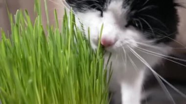 Küçük siyah beyaz kedi taze yeşil bir bitkiyi kokluyor.