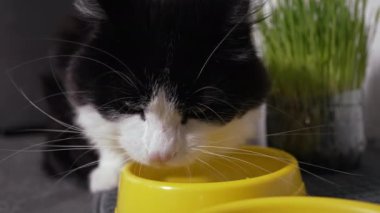 Susamış küçük kedi kaseden taze su içiyor.