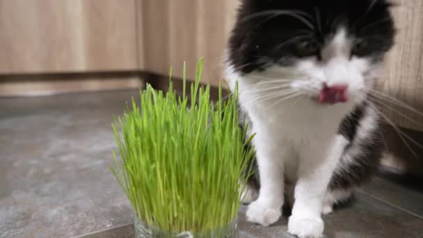 Curious kitty having a good sniff at a fresh green potted plant — Stock Video