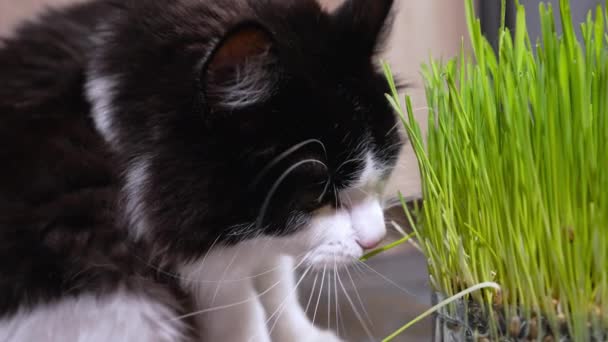 Curious young cat testing a fresh green plant by licking it — Stock Video