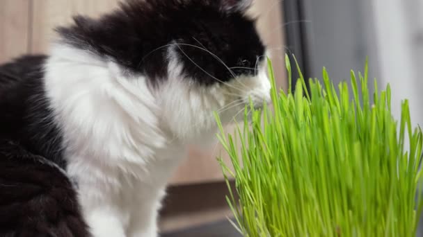 Χαριτωμένο μαύρο και άσπρο γάτα ερευνά φρέσκο πράσινο φυτό άνοιξη — Αρχείο Βίντεο