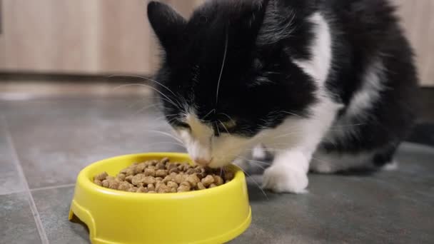 Голодный кот, поедающий миску сушеных лакомств или гранул — стоковое видео
