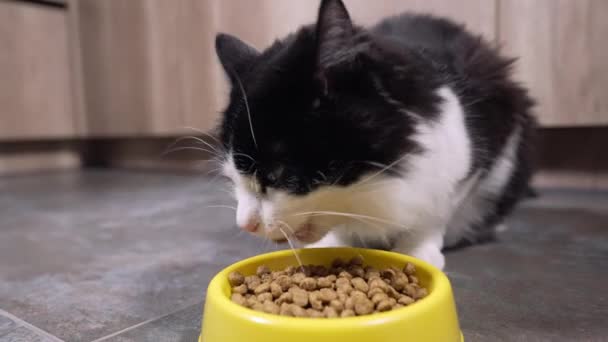 Fame piccolo gatto in bianco e nero godendo di una ciotola di cibo per animali domestici — Video Stock