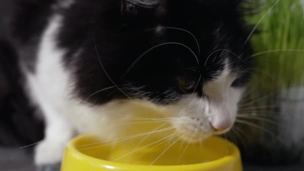 Cabello largo esponjoso negro y blanco gatito agua potable — Vídeo de stock