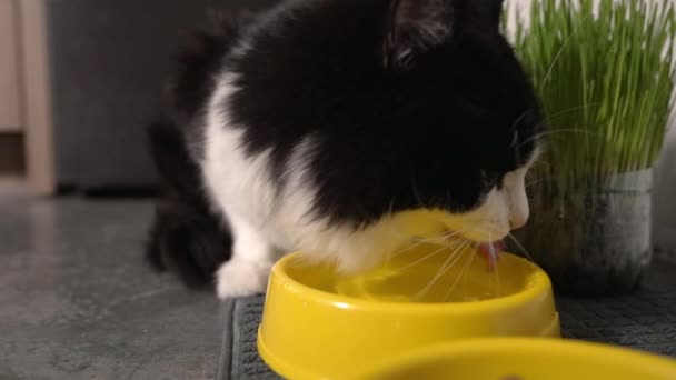 Pretty long-haired black and white cat drinking water — Stock Video