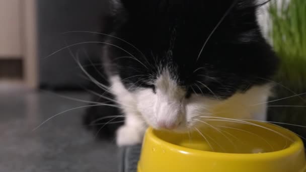 Kop van een schattig zwart-wit katje kabbelend water — Stockvideo