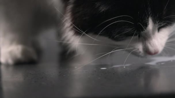 Vista a nivel del suelo de un gatito chupando leche derramada — Vídeos de Stock