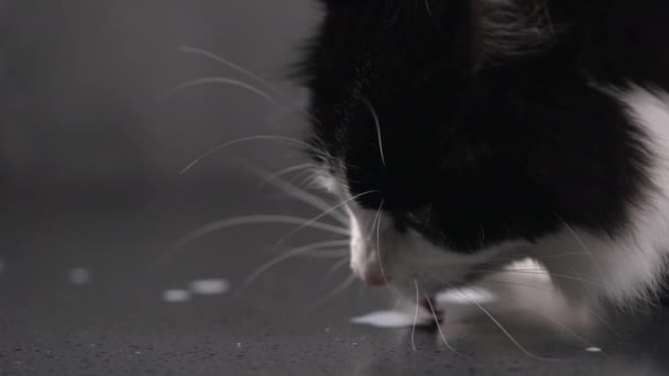 Aranyos fekete-fehér macska felnyalja kiömlött friss tej a padlón — Stock videók