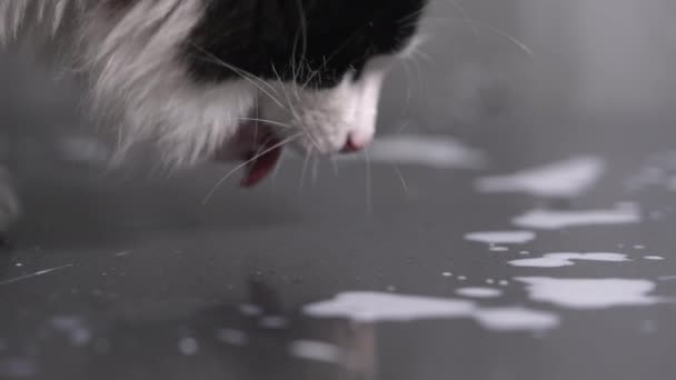 Pretty black and white kitty lapping up milk — Stock Video