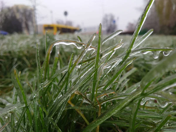 Inflorescências Gramíneas Selvagens Congeladas Growjbg Gelo Campo Inverno Bacalhau Conceitual — Fotografia de Stock