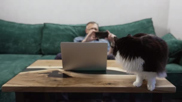 所有者が背景にソファの上でリラックスとしてノートパソコンのコンピュータと一緒にテーブルの上に座って猫 — ストック動画
