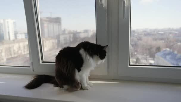 Black and white sat on window ledge overlooking city — Stockvideo
