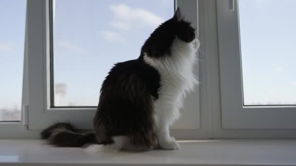 Side view of cat sat inside by window with sky outside — Stock Video