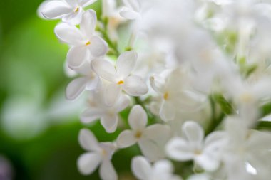 Çiçekler, yeşil bir ormanın arka planına yakın beyaz bir leylağın dallarında açar.