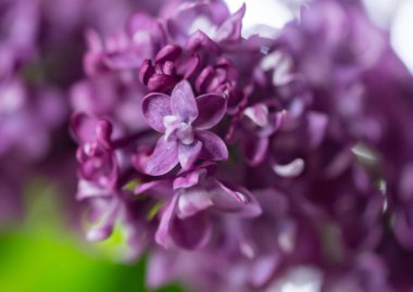 Çiçekler Mor leylak dalları yakın plan