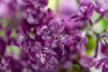 Mor leylak dalları açan çiçekler.