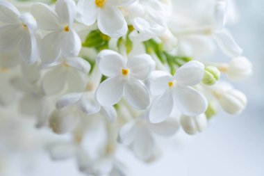 Beyaz leylak, arka planda yakın plan.