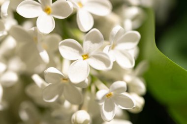 Çiçekler, yakın plan beyaz leylağın dallarında açar.