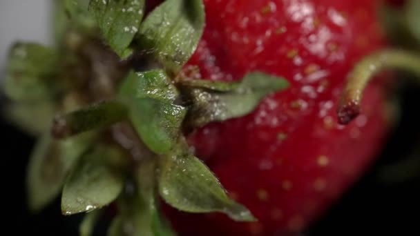 Tulpină Verde Căpșună Proaspătă Coaptă Umedă Strânsă Legătură Fundalul Umbrit — Videoclip de stoc