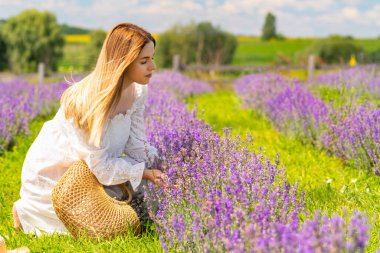 Pretty young woman kneeling picking fresh lavender flowers in a farm field in summer