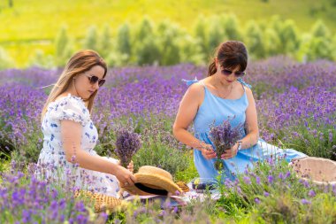 Two women picking fresh lavender in a farm field sitting between the plants sorting the purple flowers