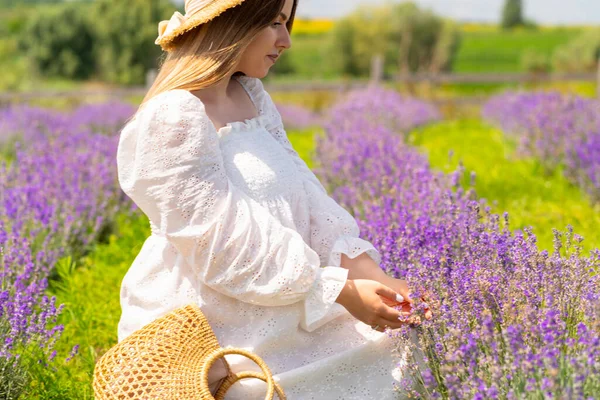 Cropped Portrait Young Woman Picking Fresh Lavender Farm Field White — Stok fotoğraf