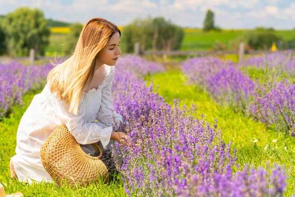 Όμορφη Νεαρή Γυναίκα Γονατίζει Μαζεύοντας Φρέσκα Λουλούδια Λεβάντας Ένα Αγρόκτημα — Φωτογραφία Αρχείου