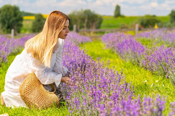Young Woman Picking Basket Fresh Lavender Flowers Kneeling Rows Plants — 스톡 사진
