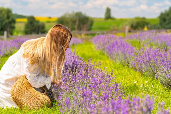 Young Blond Woman Kneeling Picking Fresh Lavender Flowers Rows Purple — 스톡 사진