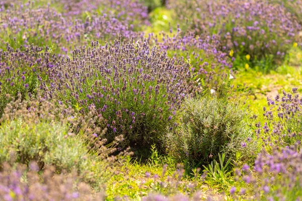 Прикройте Детали Цветения Фиолетовой Лаванды Растущей Открытом Воздухе Фермерском Поле — стоковое фото