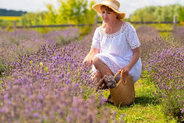 Woman Picking Fresh Lavender Farm Field Summer Kneeling Amongst Purple — Foto Stock