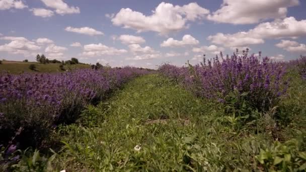 Ground Level View Rows Flowering Purple Lavender Bushes Agricultural Field — Stock Video