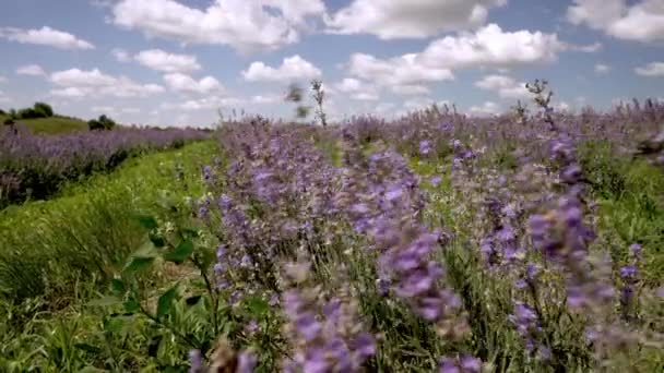 Tło Rolnicze Polem Fioletowej Lawendy Bliskiej Odległości Pod Pochmurnym Błękitnym — Wideo stockowe